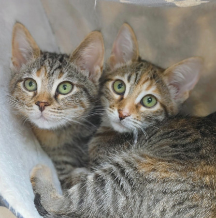 Маргоша- котенок 3 месяца, в дар, котенок 3 месяца