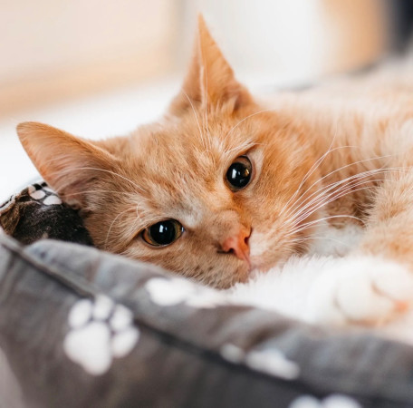 Лео ищет семью. В дар!, котенок 7 месяцев