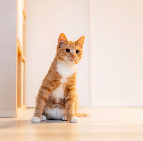 Лео ищет семью. В дар!, котенок 7 месяцев