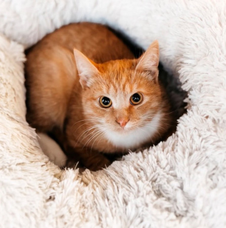 Лео ищет семью. В дар!, котенок 7 месяцев