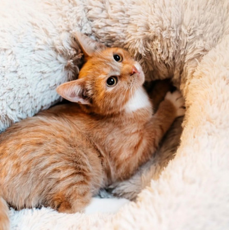 Лео ищет семью. В дар!, котенок 7 месяцев