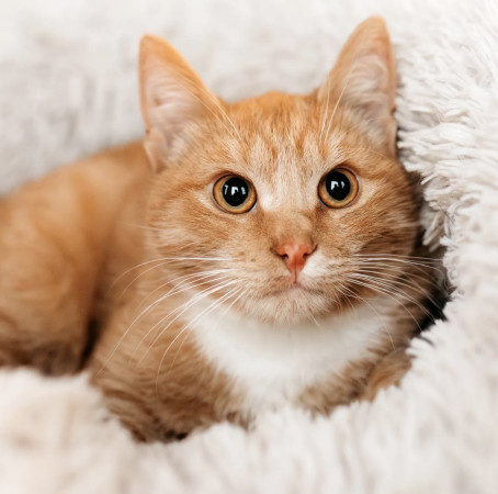 Лео ищет семью. В дар!, котенок 7 месяцев