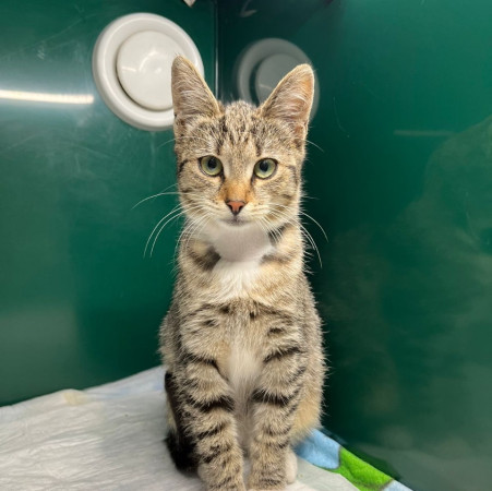 Котенок Мокка ищет семью. В дар!, котенок 7 месяцев