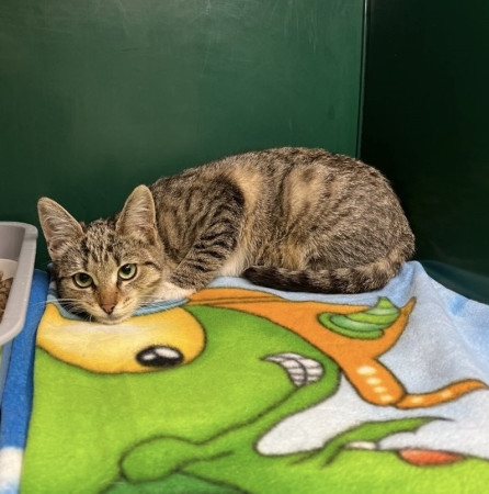 Котенок Мокка ищет семью. В дар!, котенок 7 месяцев