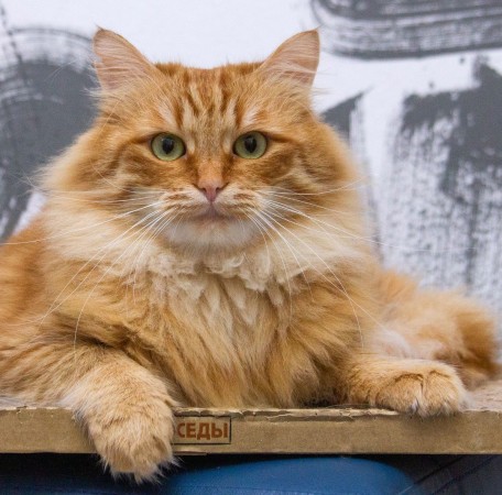  Ищет свою семью красивый, яркий кот Рыжик