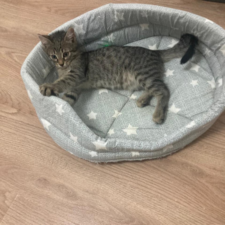 Котенок шпротик в добрые руки