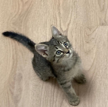 Котенок шпротик в добрые руки