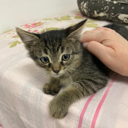 Котенок шпротик в добрые руки