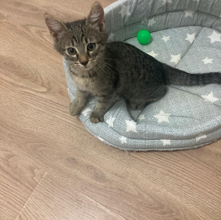 Котенок шпротик в добрые руки