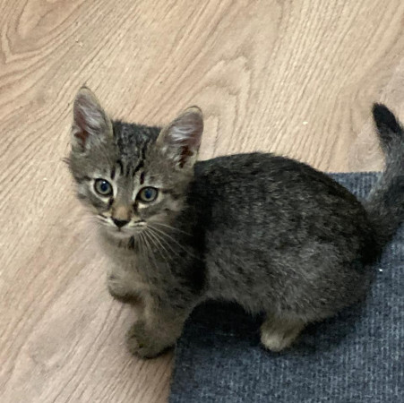 Котенок шпротик в добрые руки