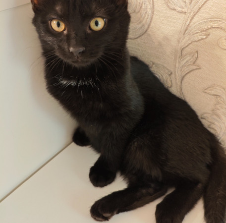 Котёнок ищет дом! В дар!, котенок 4 месяца