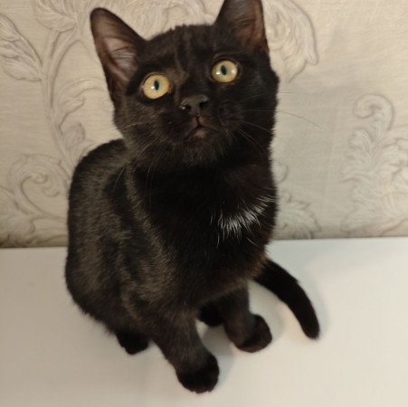 Котёнок ищет дом! В дар!, котенок 4 месяца