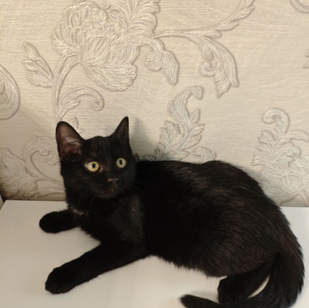 Котёнок ищет дом! В дар!, котенок 4 месяца