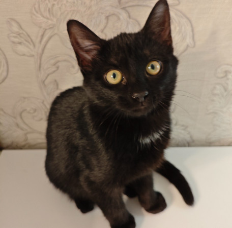 Котёнок ищет дом! В дар!, котенок 4 месяца