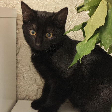 Котёнок ищет дом! В дар!, котенок 4 месяца