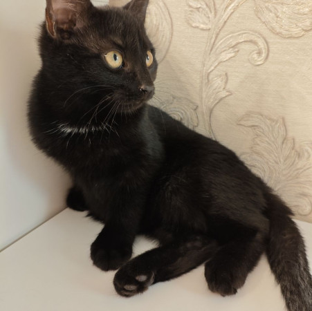 Котёнок ищет дом! В дар!, котенок 4 месяца