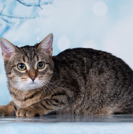 Тарзан ищет дом!  В дар!, котенок 7 месяцев