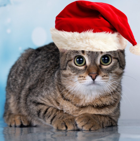 Тарзан ищет дом!  В дар!, котенок 7 месяцев