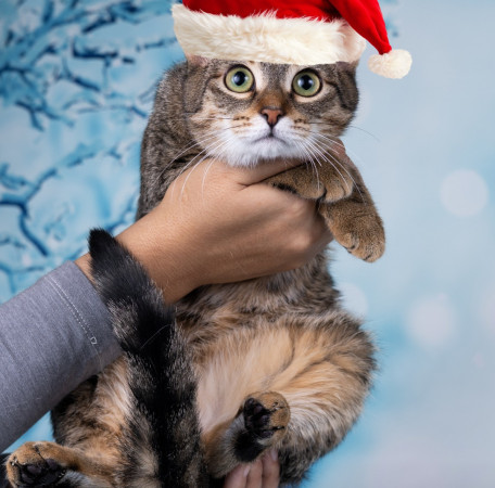 Тарзан ищет дом!  В дар!, котенок 7 месяцев