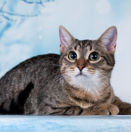 Тарзан ищет дом!  В дар!, котенок 7 месяцев