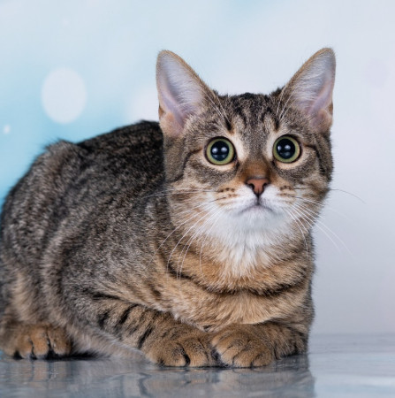 Тарзан ищет дом!  В дар!, котенок 7 месяцев