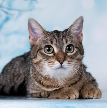 Тарзан ищет дом!  В дар!, котенок 7 месяцев