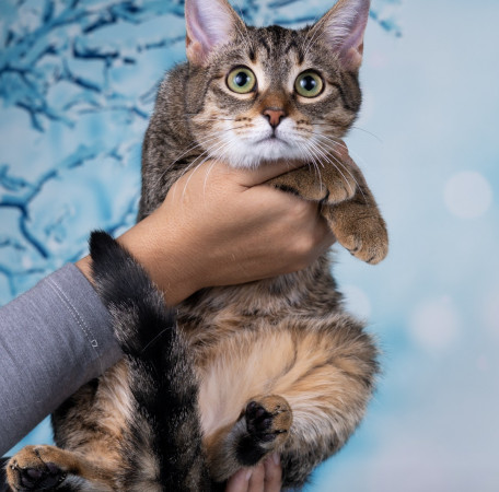 Тарзан ищет дом!  В дар!, котенок 7 месяцев