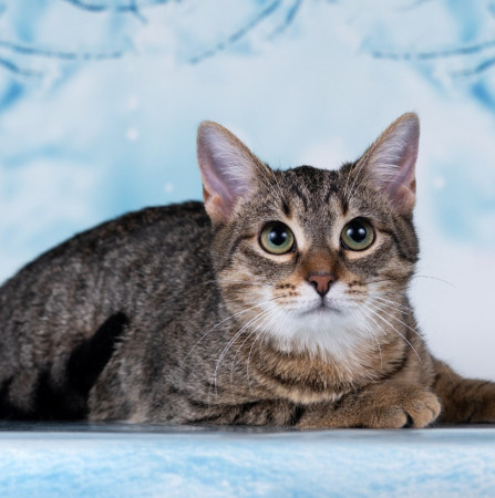 Тарзан ищет дом!  В дар!, котенок 7 месяцев