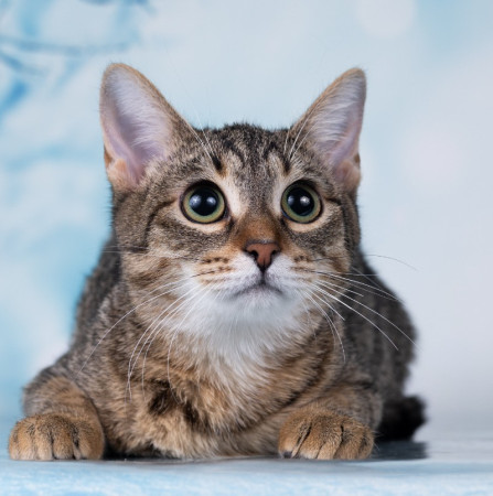 Тарзан ищет дом!  В дар!, котенок 7 месяцев