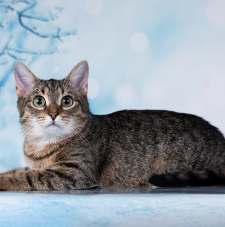 Тарзан ищет дом!  В дар!, котенок 7 месяцев