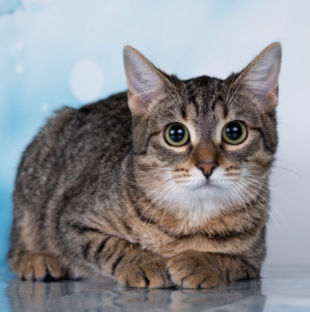 Тарзан ищет дом!  В дар!, котенок 7 месяцев