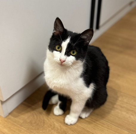 Красивые котята ищут дом, котенок 7 месяцев