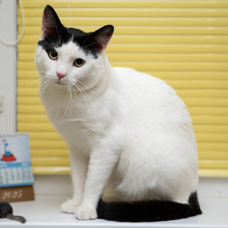 Красивый котик Люк ищет дом!  В дар!, Белый, Марьино, Кот в добрые руки