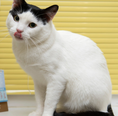 Красивый котик Люк ищет дом!  В дар!, Белый, Марьино, Кот в добрые руки