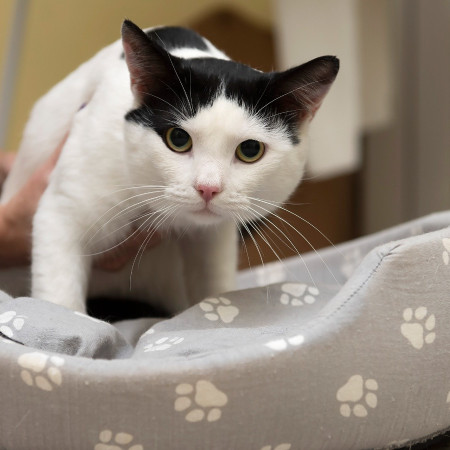 Красивый котик Люк ищет дом!  В дар!, Белый, Марьино, Кот в добрые руки