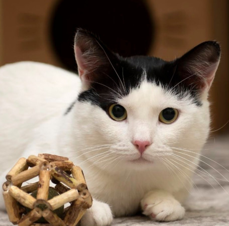 Красивый котик Люк ищет дом!  В дар!, Белый, Марьино, Кот в добрые руки