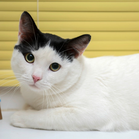 Красивый котик Люк ищет дом!  В дар!, Белый, Марьино, Кот в добрые руки