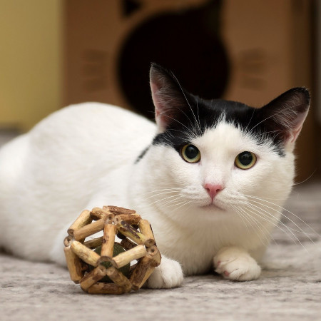 Красивый котик Люк ищет дом!  В дар!, Белый, Марьино, Кот в добрые руки