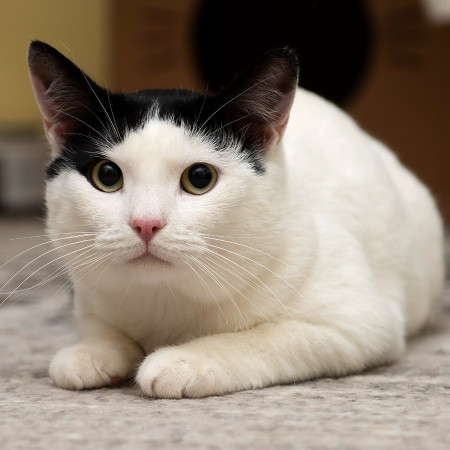 Красивый котик Люк ищет дом!  В дар!, Белый, Марьино, Кот в добрые руки