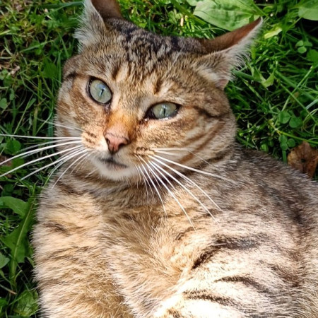 Полосатые Братья Мурчик и Рысик , Полосатый, Марьина Роща, Кот в добрые руки