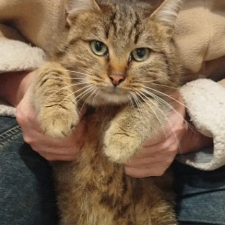 Полосатые Братья Мурчик и Рысик , Полосатый, Марьина Роща, Кот в добрые руки