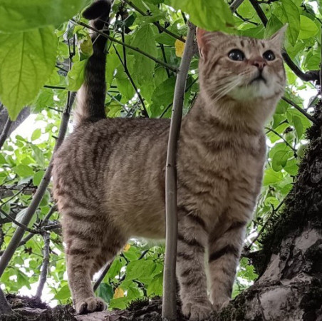 Полосатые Братья Мурчик и Рысик , Полосатый, Марьина Роща, Кот в добрые руки