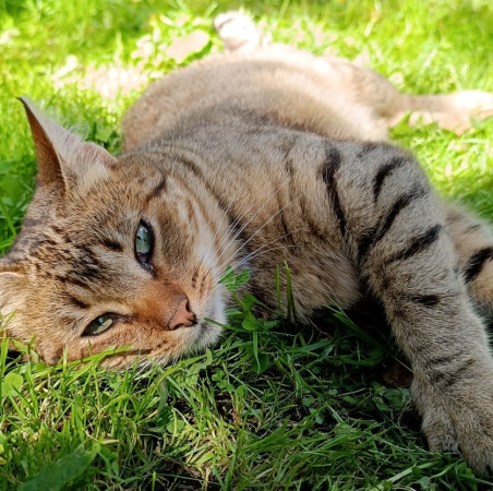 Полосатые Братья Мурчик и Рысик , Полосатый, Марьина Роща, Кот в добрые руки