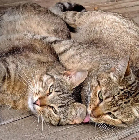 Полосатые Братья Мурчик и Рысик , Полосатый, Марьина Роща, Кот в добрые руки