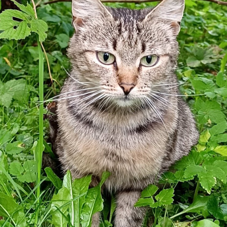 Полосатые Братья Мурчик и Рысик , Полосатый, Марьина Роща, Кот в добрые руки