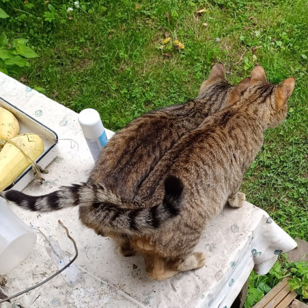 Полосатые Братья Мурчик и Рысик , Полосатый, Марьина Роща, Кот в добрые руки