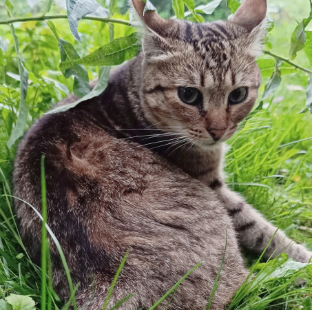 Полосатые Братья Мурчик и Рысик , Полосатый, Марьина Роща, Кот в добрые руки