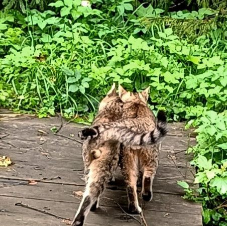 Полосатые Братья Мурчик и Рысик , Полосатый, Марьина Роща, Кот в добрые руки