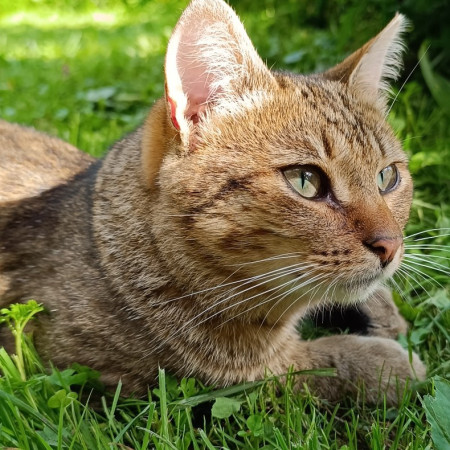 Полосатые Братья Мурчик и Рысик , Полосатый, Марьина Роща, Кот в добрые руки