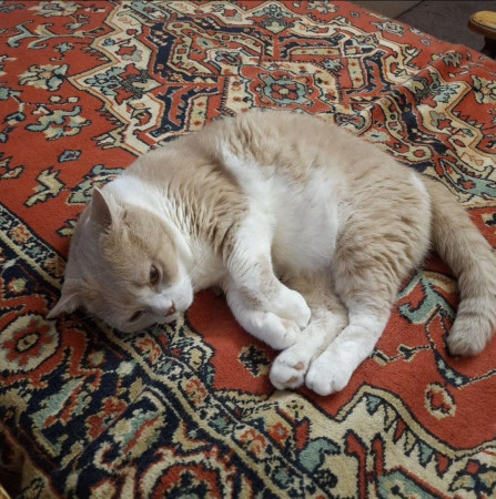 Семен ищет нового хозяина , Рыжий с белым, Выхино, Кот в добрые руки